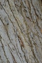 Texture detail of the old bark of the forest mango tree
