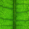 Texture detail and pattern of a green leaf