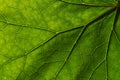 texture detail and pattern of a plant leaf fig veins are the similar structure to an inverted tree