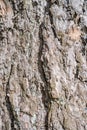 Texture pine tree bark Royalty Free Stock Photo