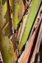 Texture and detail of a trunk of the banana tree Royalty Free Stock Photo