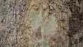 Texture detail of the trunk and bark of a cracked tree Royalty Free Stock Photo