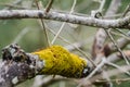 Texture Details of dried moss on tree branches in the background. Royalty Free Stock Photo