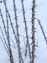 texture and details of rosehip bush in snowy weather Royalty Free Stock Photo