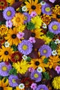 Texture of different fall flowers, top view. Flower background.