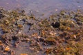 The texture of the dirty trail. Traces of people and animals in the mud. Selective focus