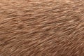 Texture of dog`s fur Royalty Free Stock Photo