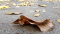 Texture of dried leaf of walnut tree Royalty Free Stock Photo