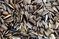 The texture of dried sunflower seeds for a snack. Royalty Free Stock Photo