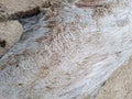 Old wood driftwood closeup Texture Royalty Free Stock Photo