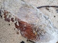 Old wood driftwood closeup Texture Royalty Free Stock Photo