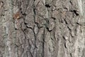 Texture of bark of black poplar Royalty Free Stock Photo