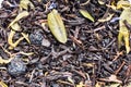 Texture of dry black herbal tea with berries and leaves of blueberries and cranberries, ingredient drink abstraction Royalty Free Stock Photo