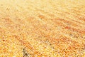 Texture of dry corn seeds, corn seeds are dried in the sun Royalty Free Stock Photo