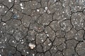 Texture of a dry and cracked gray river bed with fossil shells