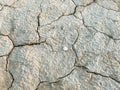 The texture of a dry cracked surface of a dried riverbed with a small white shell in the middle