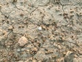 The texture of a dry cracked surface of a dried riverbed with a small white shell in the middle