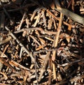 Texture of dry cut vine brushwood in mess pile