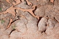 Texture of dry earth, sand cracks Royalty Free Stock Photo