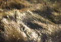 Texture of dry Grange grass . Last year`s dry yellow grass in the background. Grass in the field in autumn. Golden beautiful gras