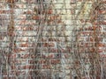 Texture of dry grapes on a brick wall Royalty Free Stock Photo