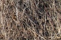 Texture dry grass hay Royalty Free Stock Photo