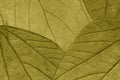 Texture of dry green autumn organic leaves background, macro. Structure of olive natural leaf with pattern