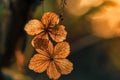 Dry hydrangea on colourful bokeh background