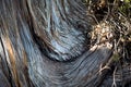 The texture of a dry juniper tree trunk. Curved trunk with fibers and layers. Ecology, natural background, copyspace. Ecosystem Royalty Free Stock Photo