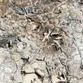 texture of dry land