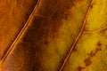 Texture - dry leaf of ficus lyrata in color with its ribs Royalty Free Stock Photo