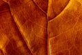 Texture - dry leaf of ficus lyrata in color with its ribs Royalty Free Stock Photo