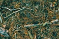 Texture of dry needles in a pine forest. Coniferous background Royalty Free Stock Photo