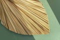 Texture of dry palm leaves close up sunlight and shadows on a green background. The concept of minimal nature. Royalty Free Stock Photo