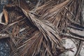 The texture of dry palm leaves on the ground Royalty Free Stock Photo
