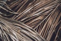 The texture of dry palm leaves on the ground Royalty Free Stock Photo