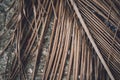 The texture of dry palm leaves on the ground Royalty Free Stock Photo