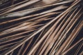 The texture of dry palm leaves on the ground Royalty Free Stock Photo