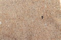 Texture of dry sea yellow coarse sand Royalty Free Stock Photo