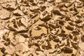 Texture of dry soil surface. Lack of water. Dry soil that curls into thin slices Royalty Free Stock Photo