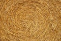 Texture of dry straw twisted into rolls. Yellow background of dry stalks of wheat. Collection of cereals. Stocks on the farm.