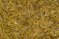 Texture of dry straw. Yellow dry hay background close-up. Royalty Free Stock Photo