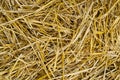 Texture of dry straw. Yellow dry hay background close-up. Royalty Free Stock Photo