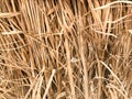 Texture of a dry yellow natural beautiful chewed diverse rustic old dehydrated texture grass, straw, hay, twigs dried in the sun. Royalty Free Stock Photo