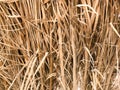 Texture of dry yellow orange natural beautiful withered diverse rustic old dehydrated texture grass, straw, hay, twigs dried in th Royalty Free Stock Photo