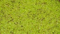 Texture of duckweed