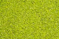 Texture of Duckweed, Mosquito fern Royalty Free Stock Photo