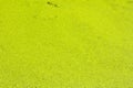 Texture of Duckweed, Mosquito fern Royalty Free Stock Photo