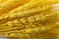 Texture of an ear of dyed yellow wheat