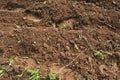 The texture of the earth is close-up. Soil, cultivated land, brown background of the earth. Organic gardening, agriculture.